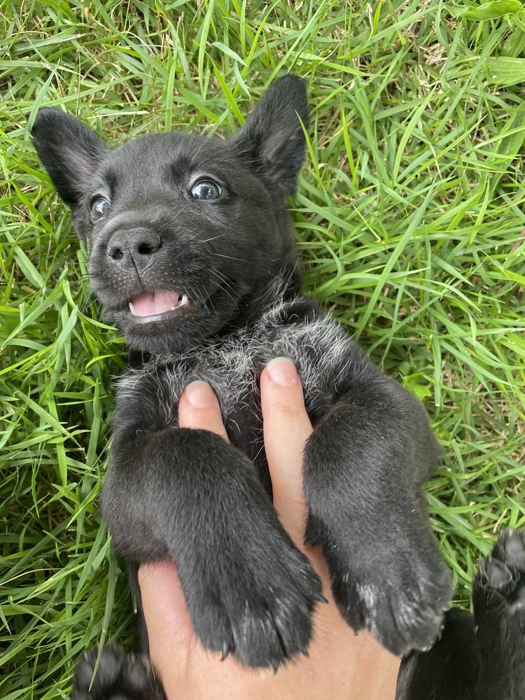 Moon, Adoptable, Puppy Female Golden Retriever & German Shepherd Dog.
