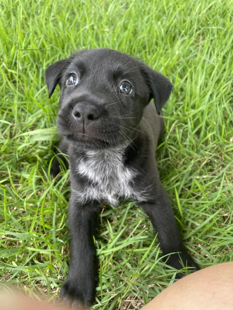 Enlarge Moon, a Adoptable mixed breed in Newnan, GA image 2/6