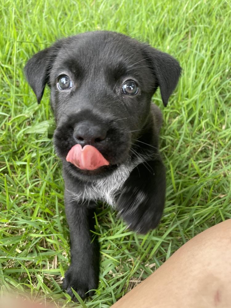Enlarge Moon, a Adoptable mixed breed in Newnan, GA image 4/6