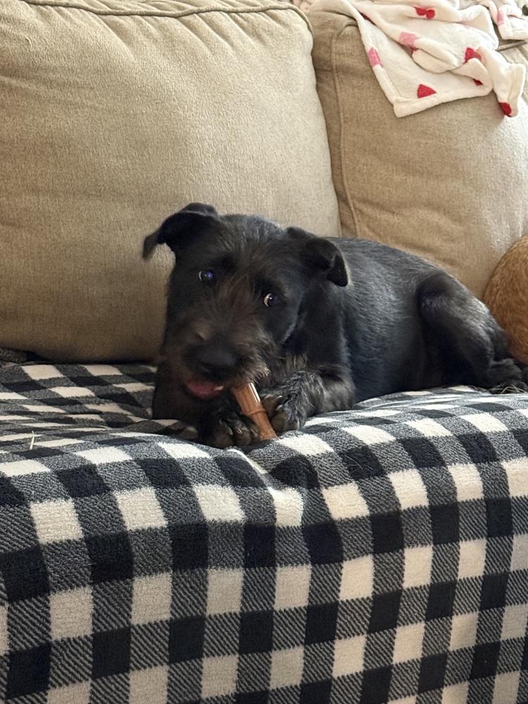 Enlarge Moon, a Adoptable mixed breed in Newnan, GA image 5/6