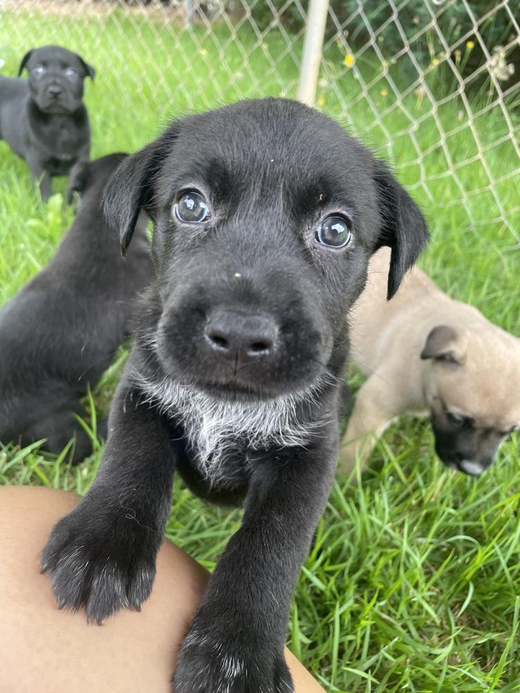 Enlarge Moon, a Adoptable mixed breed in Newnan, GA image 6/6