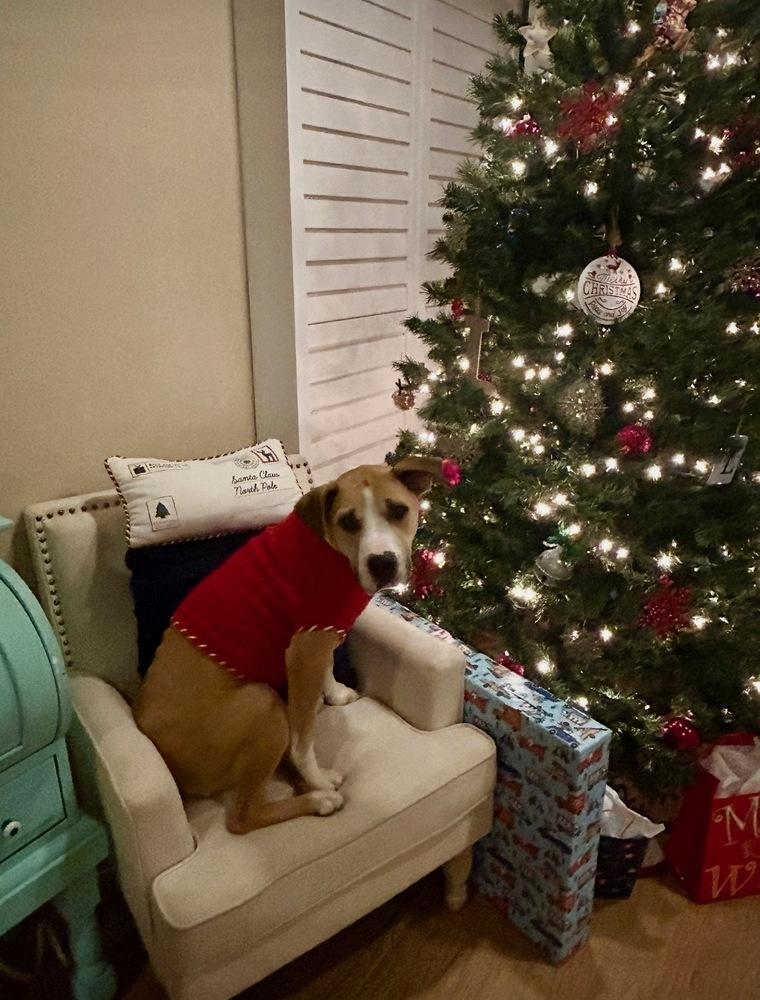 Enlarge Harper, a Adoptable mixed breed in San Diego, CA image 1/1