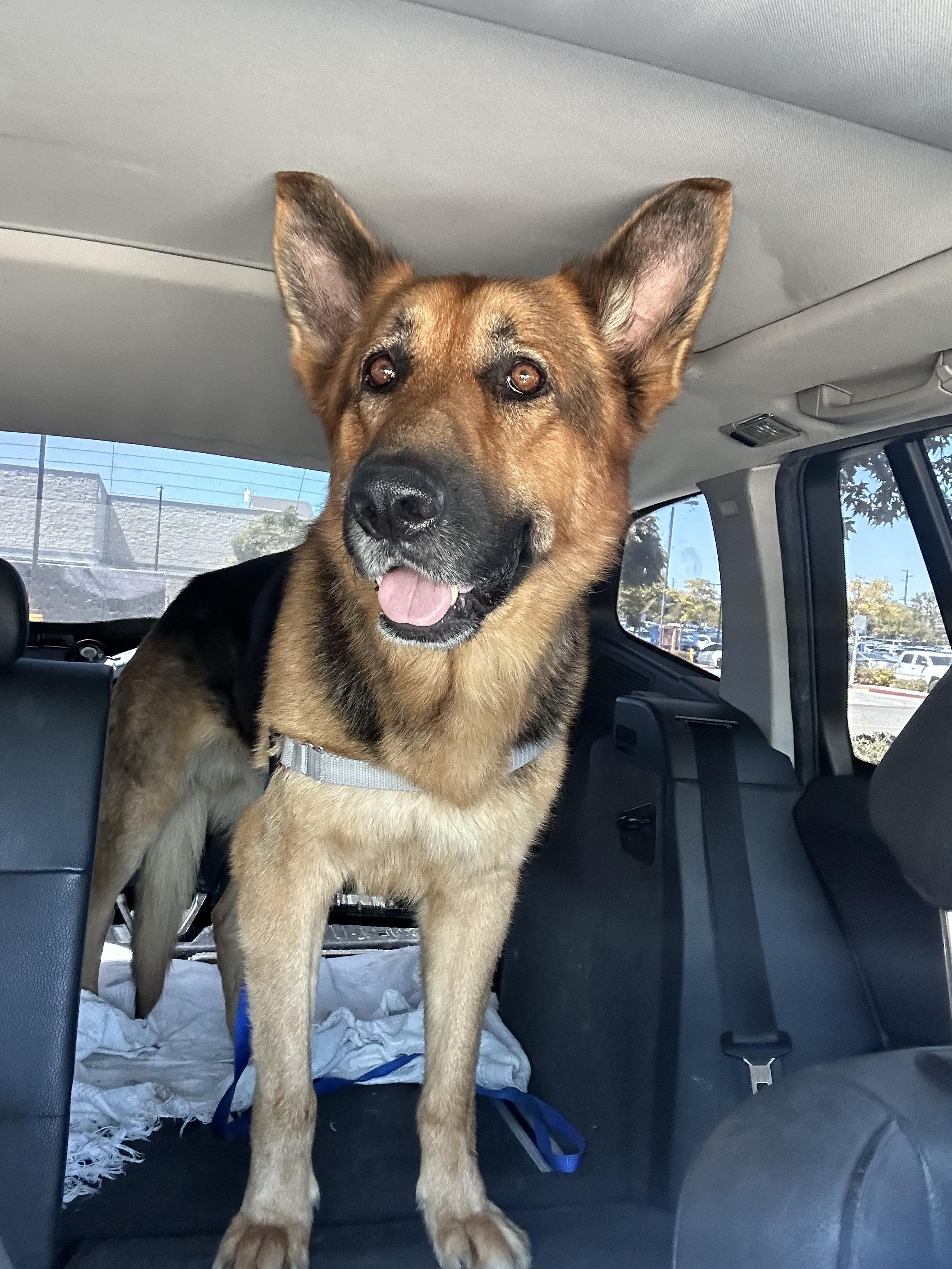 Enlarge Axel, a Adoptable German Shepherd Dog in Murrieta, CA image 1/5
