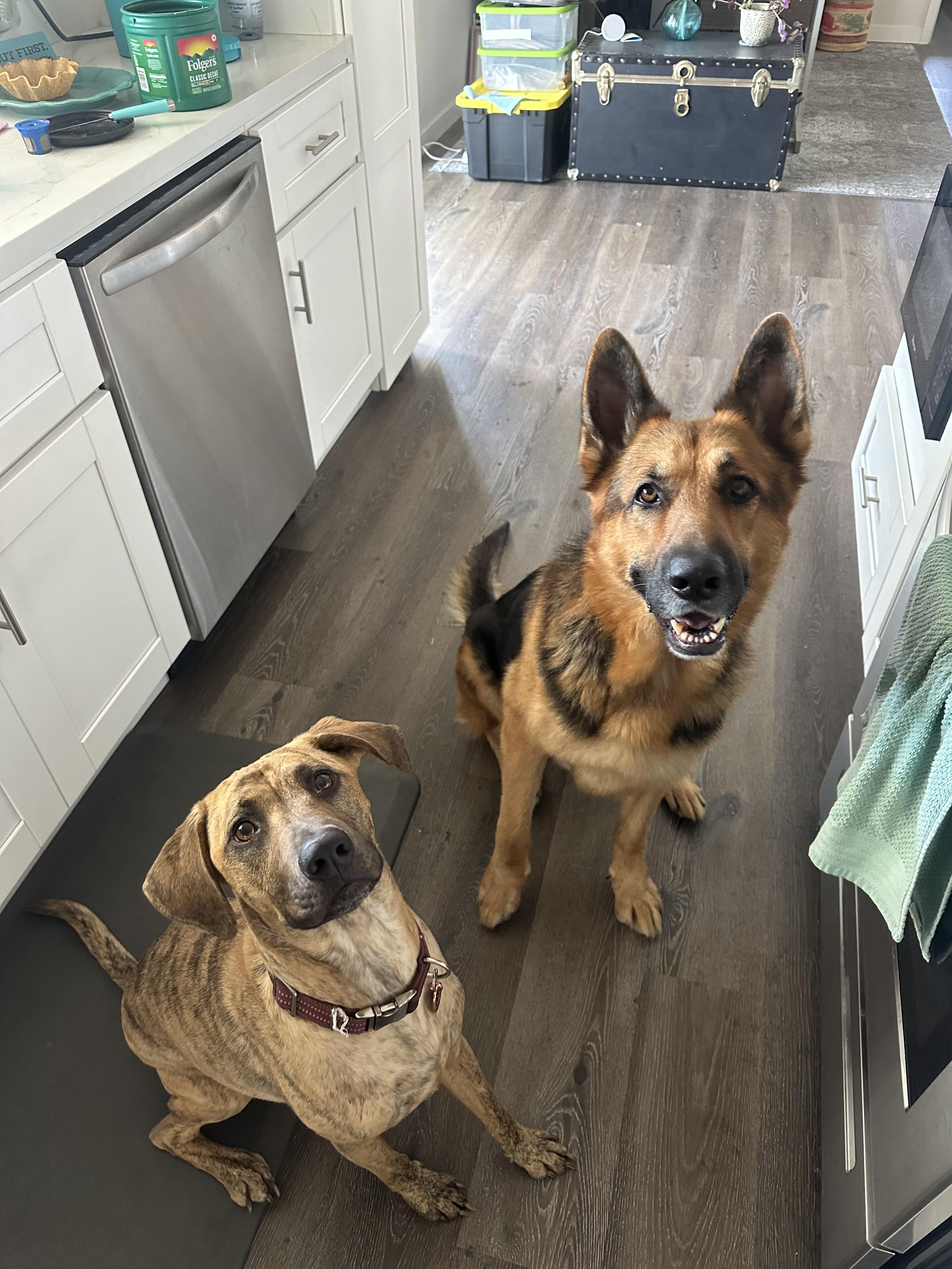 Enlarge Axel, a Adoptable German Shepherd Dog in Murrieta, CA image 3/5