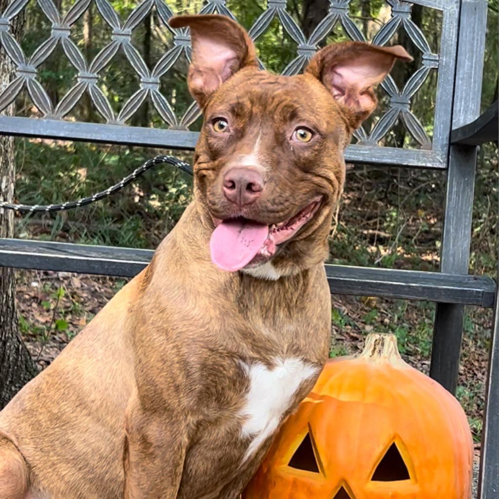 Scifi, Adoptable, Adult Female Mixed Breed.