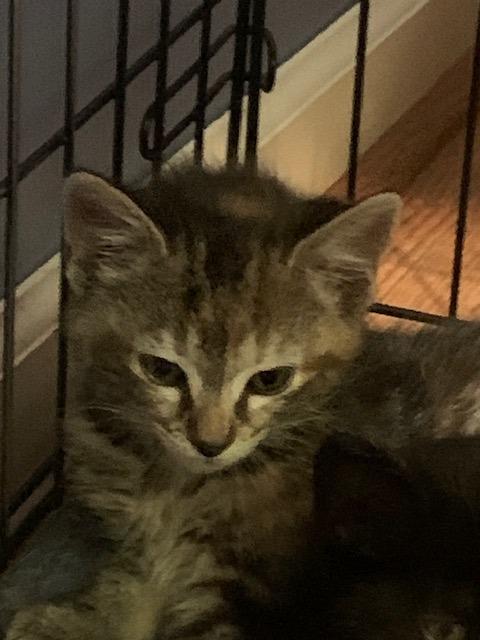 Snuggles, a Adoptable mixed breed in Fort Oglethorpe, GA image 1/2