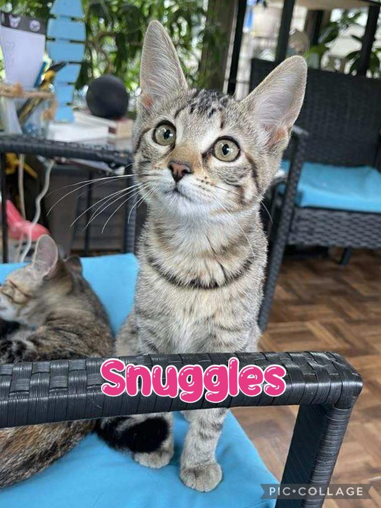 Snuggles, a Adoptable mixed breed in Fort Oglethorpe, GA image 2/2