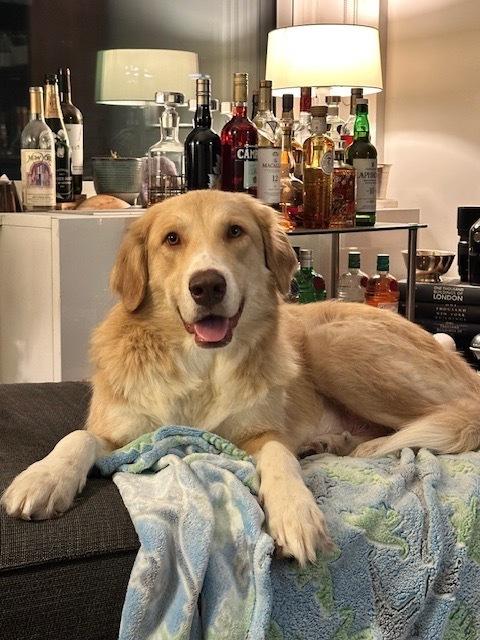Enlarge Elizabeth, a Adoptable mixed breed in Manhattan, NY image 2/4