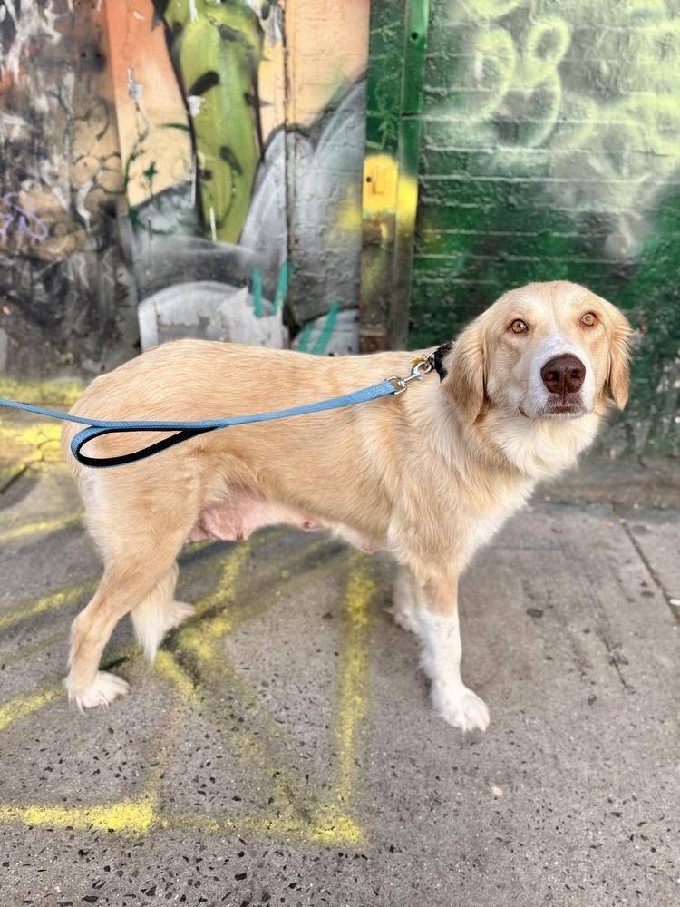 Enlarge Elizabeth, a Adoptable mixed breed in Manhattan, NY image 3/4