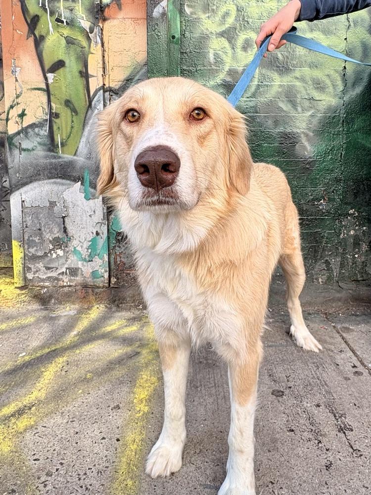 Enlarge Elizabeth, a Adoptable mixed breed in Manhattan, NY image 4/4