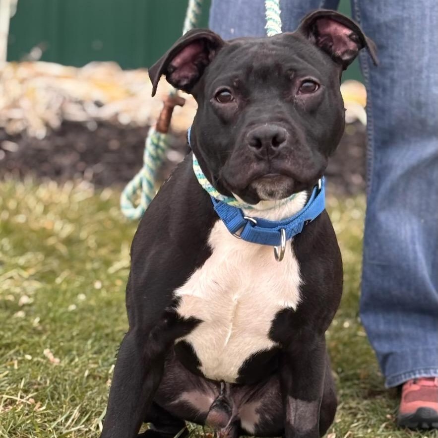 Jack, ADOPTABLE, Puppy Male Pit Bull Terrier.
