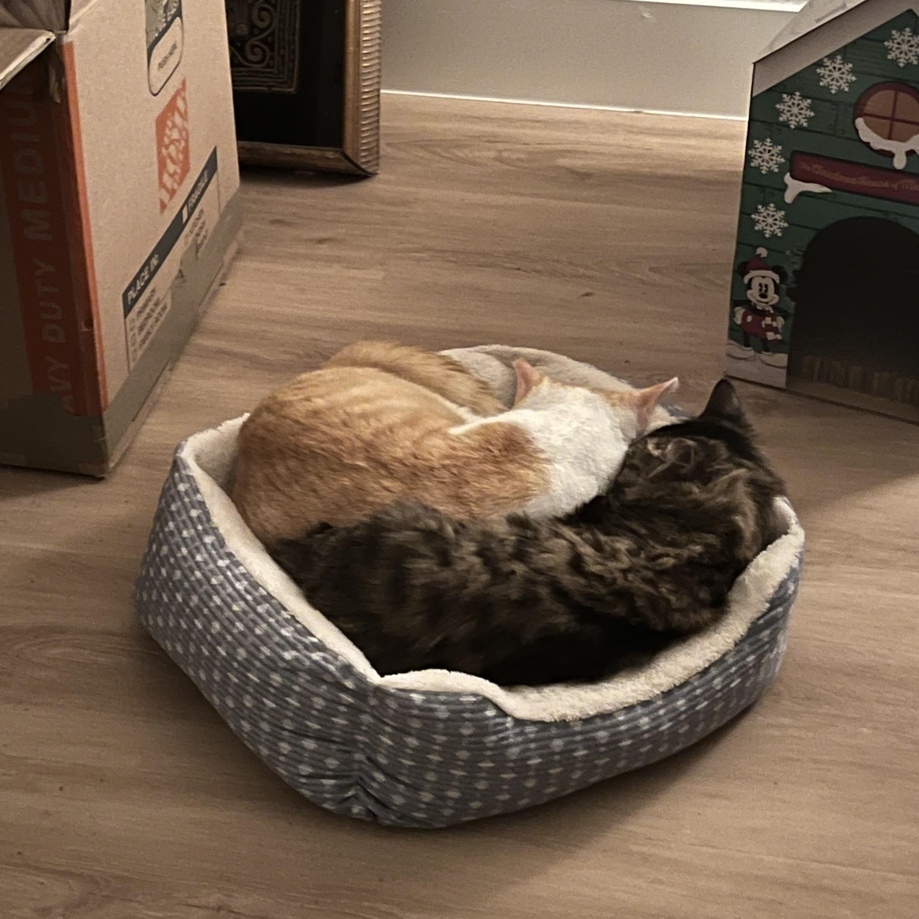 Enlarge Ham & Chicken, a Adoptable Domestic Short Hair in Tampa, FL image 3/5