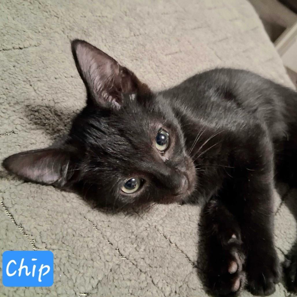 Chip, Adoptable, Kitten Male Domestic Short Hair.