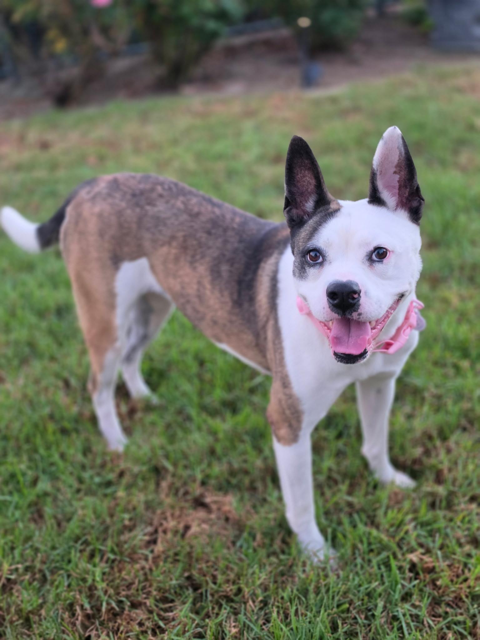 Enlarge Bella Ava, a Adoptable mixed breed in Corona Del Mar, CA image 1/6