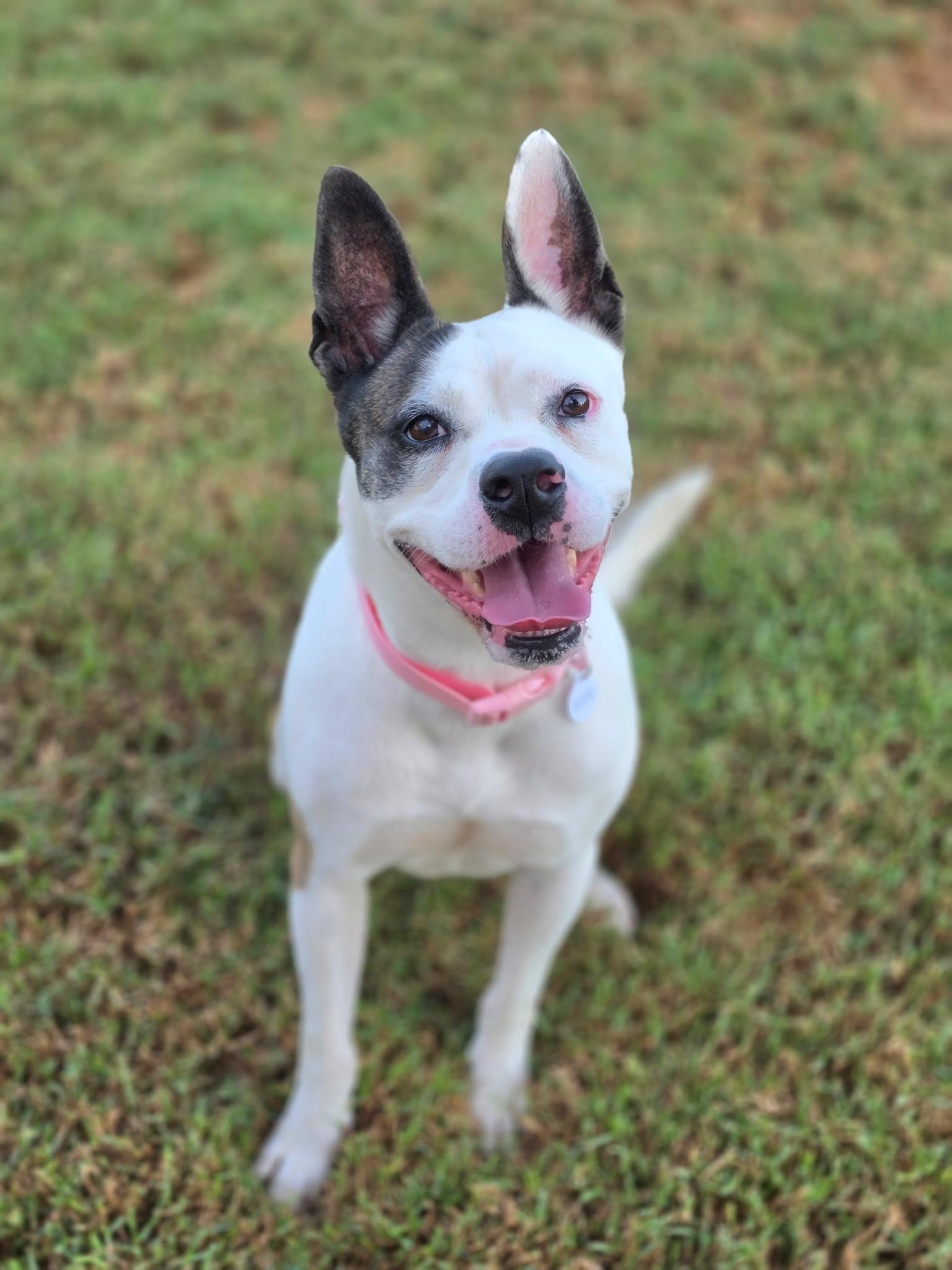 Enlarge Bella Ava, a Adoptable mixed breed in Corona Del Mar, CA image 6/6