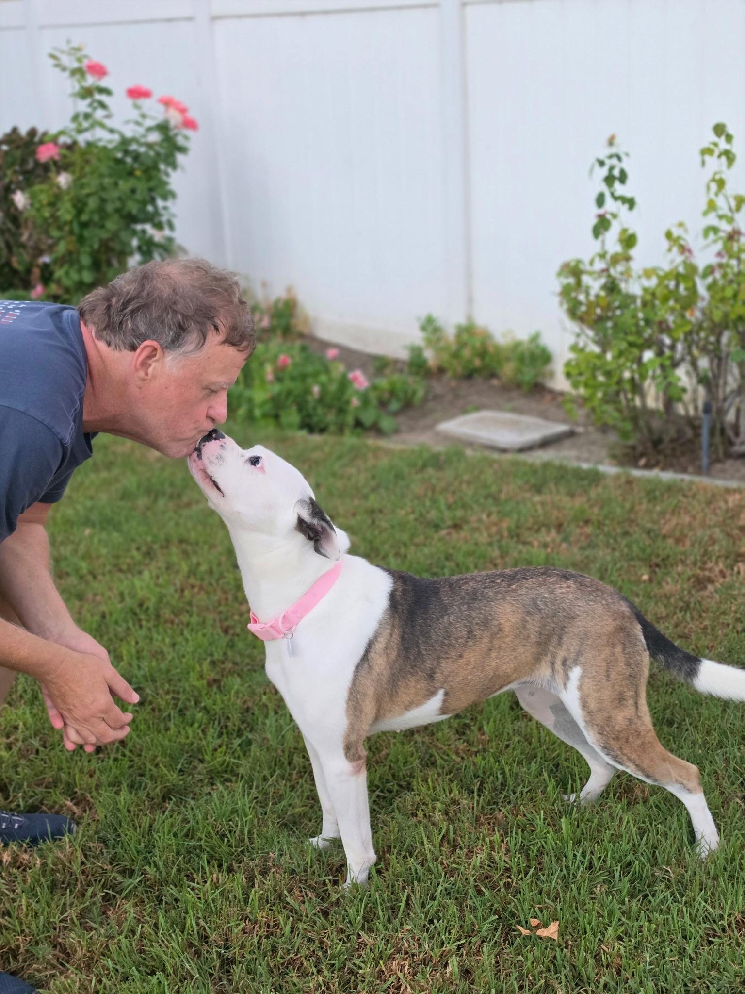 Enlarge Bella Ava, a Adoptable mixed breed in Corona Del Mar, CA image 3/6