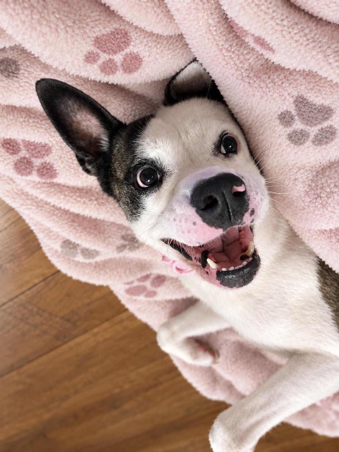 Enlarge Bella Ava, a Adoptable mixed breed in Corona Del Mar, CA image 4/6