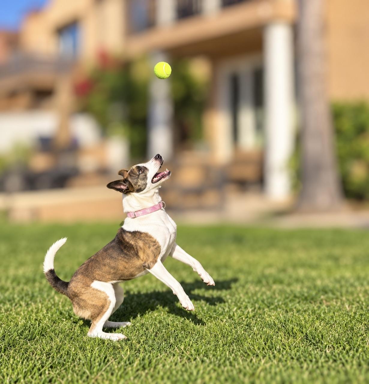 Enlarge Bella Ava, a Adoptable mixed breed in Corona Del Mar, CA image 5/6