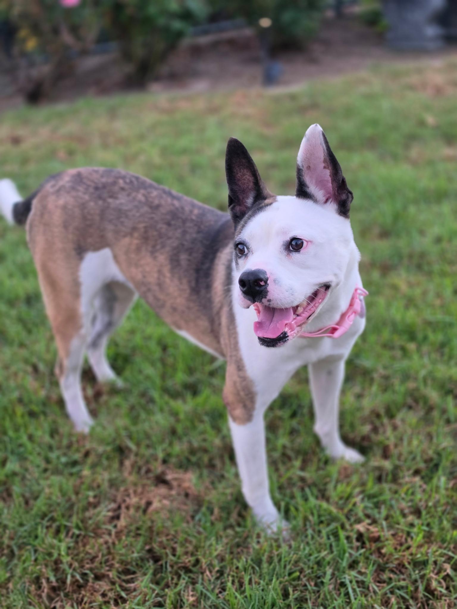Enlarge Bella Ava, a Adoptable mixed breed in Corona Del Mar, CA image 2/6