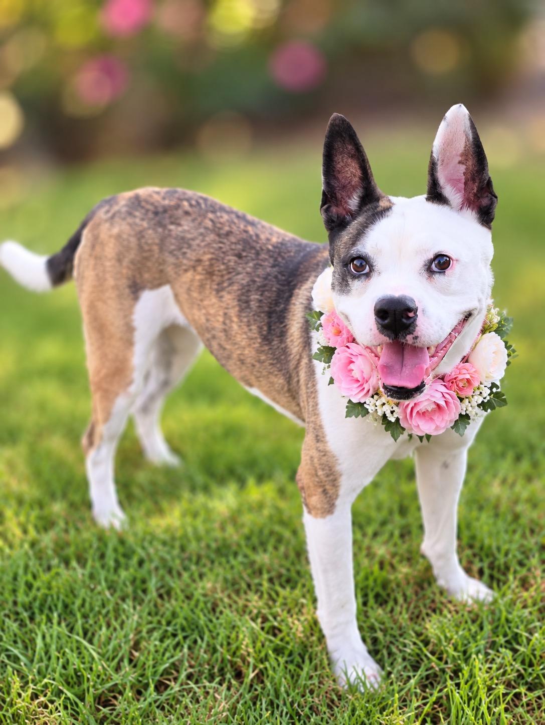 Bella Ava, Adoptable, Young Female Pit Bull Terrier & Staffordshire Bull Terrier.