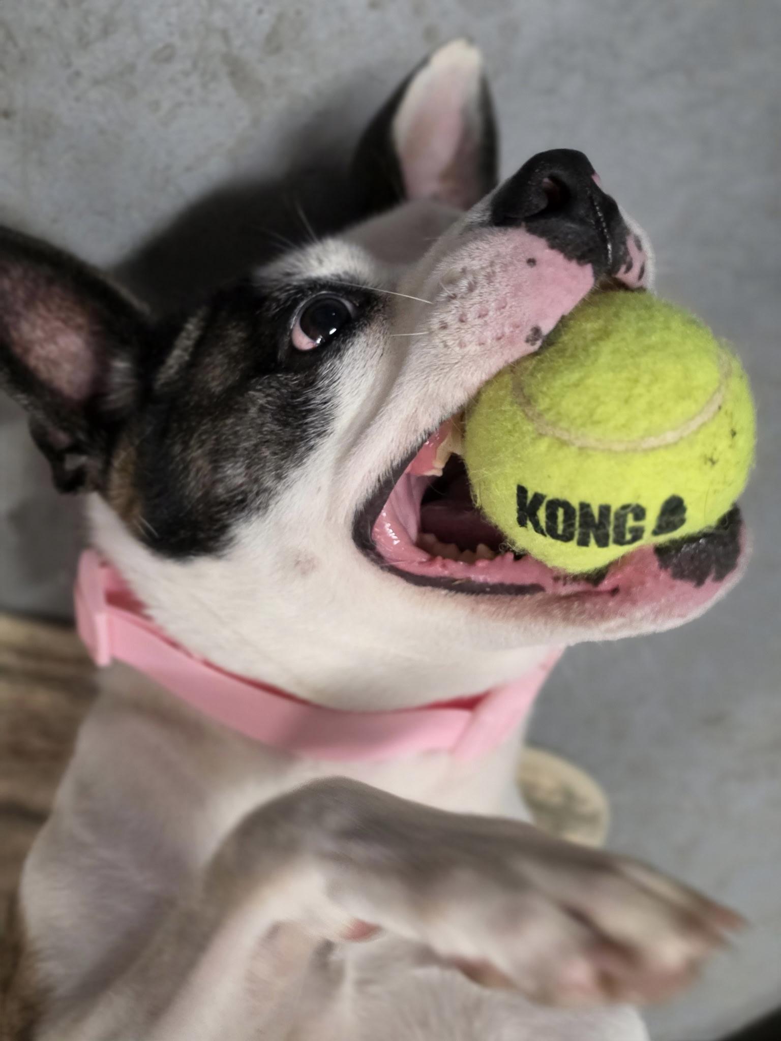 Enlarge Bella Ava, a Adoptable mixed breed in Corona Del Mar, CA image 5/6