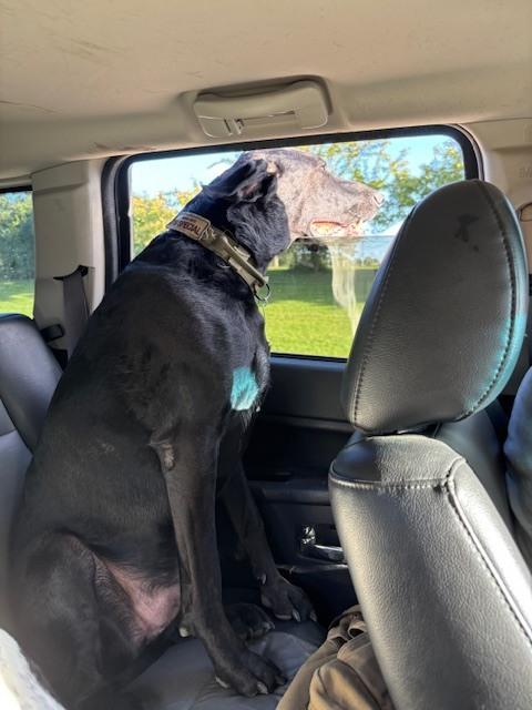 Sawyer - COURTESY POST, Adoptable, Adult Male Airedale Terrier & German Shorthaired Pointer.