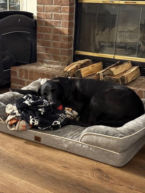 Enlarge Sawyer - COURTESY POST, a Adoptable mixed breed in Coldwater, MI image 3/6