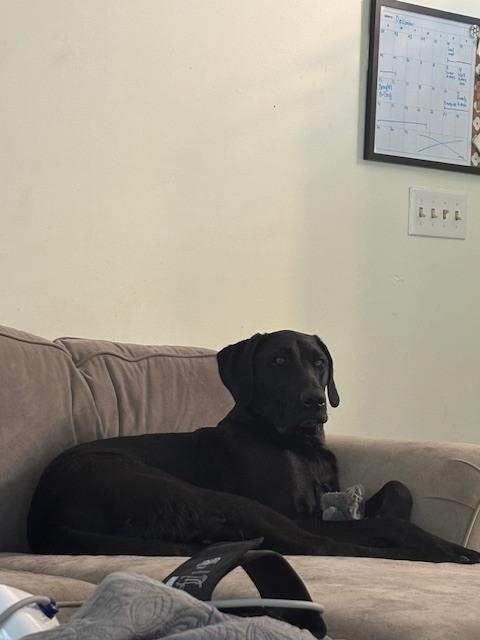 Enlarge Sawyer - COURTESY POST, a Adoptable mixed breed in Coldwater, MI image 4/6