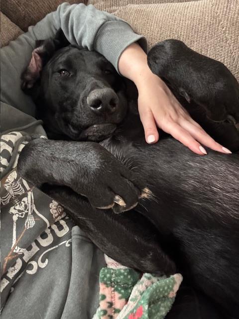 Enlarge Sawyer - COURTESY POST, a Adoptable mixed breed in Coldwater, MI image 5/6