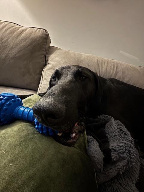 Enlarge Sawyer - COURTESY POST, a Adoptable mixed breed in Coldwater, MI image 6/6