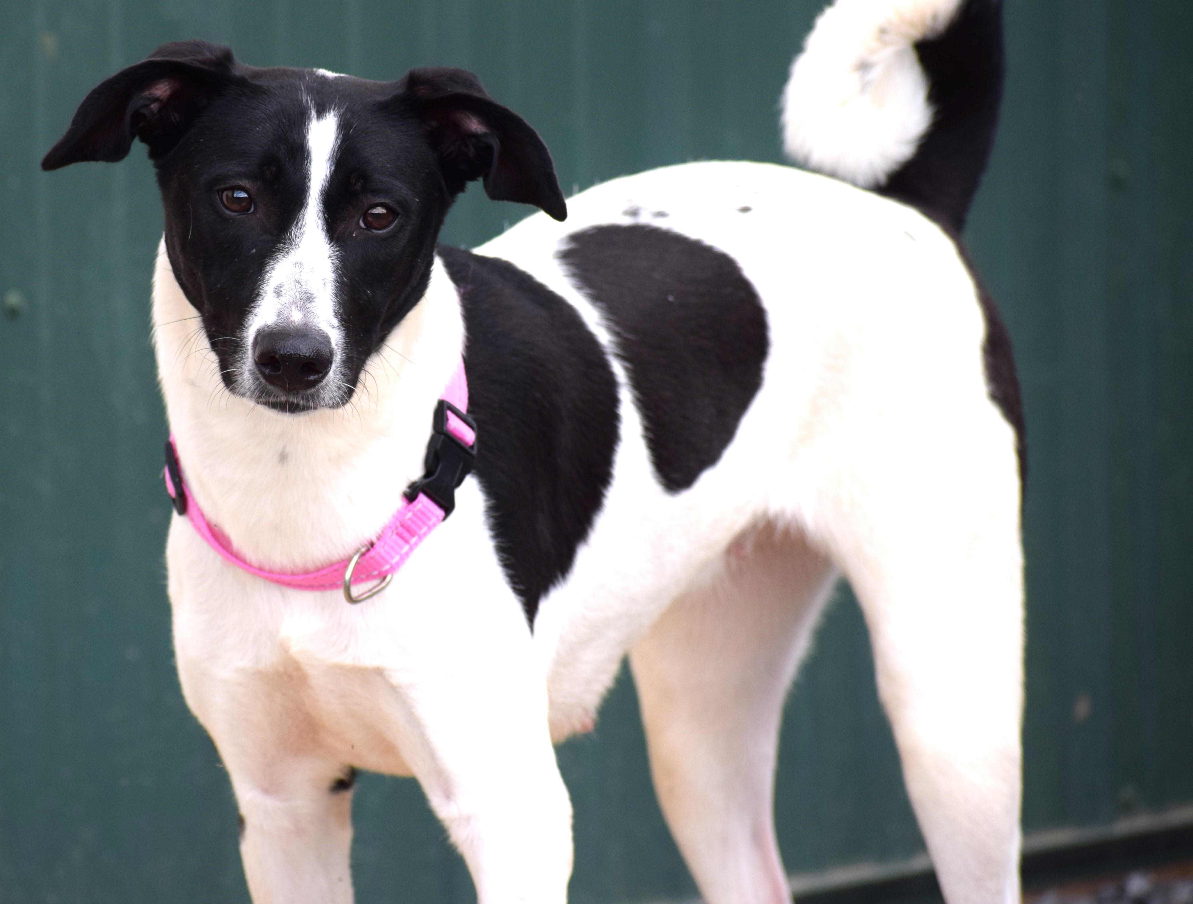 Meg-Available! www.lhar.dog to apply!