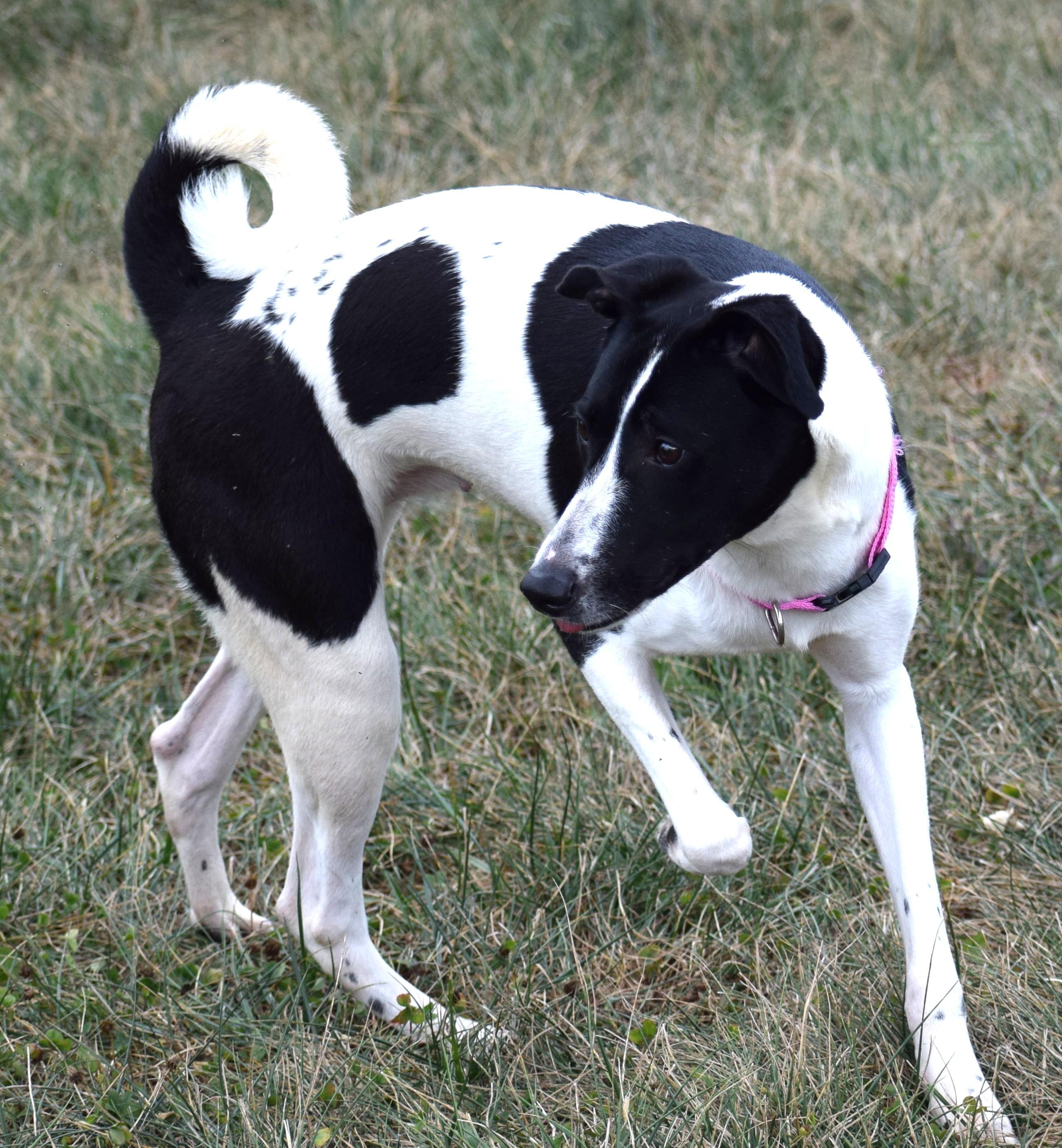 Meg-Available! www.lhar.dog to apply!