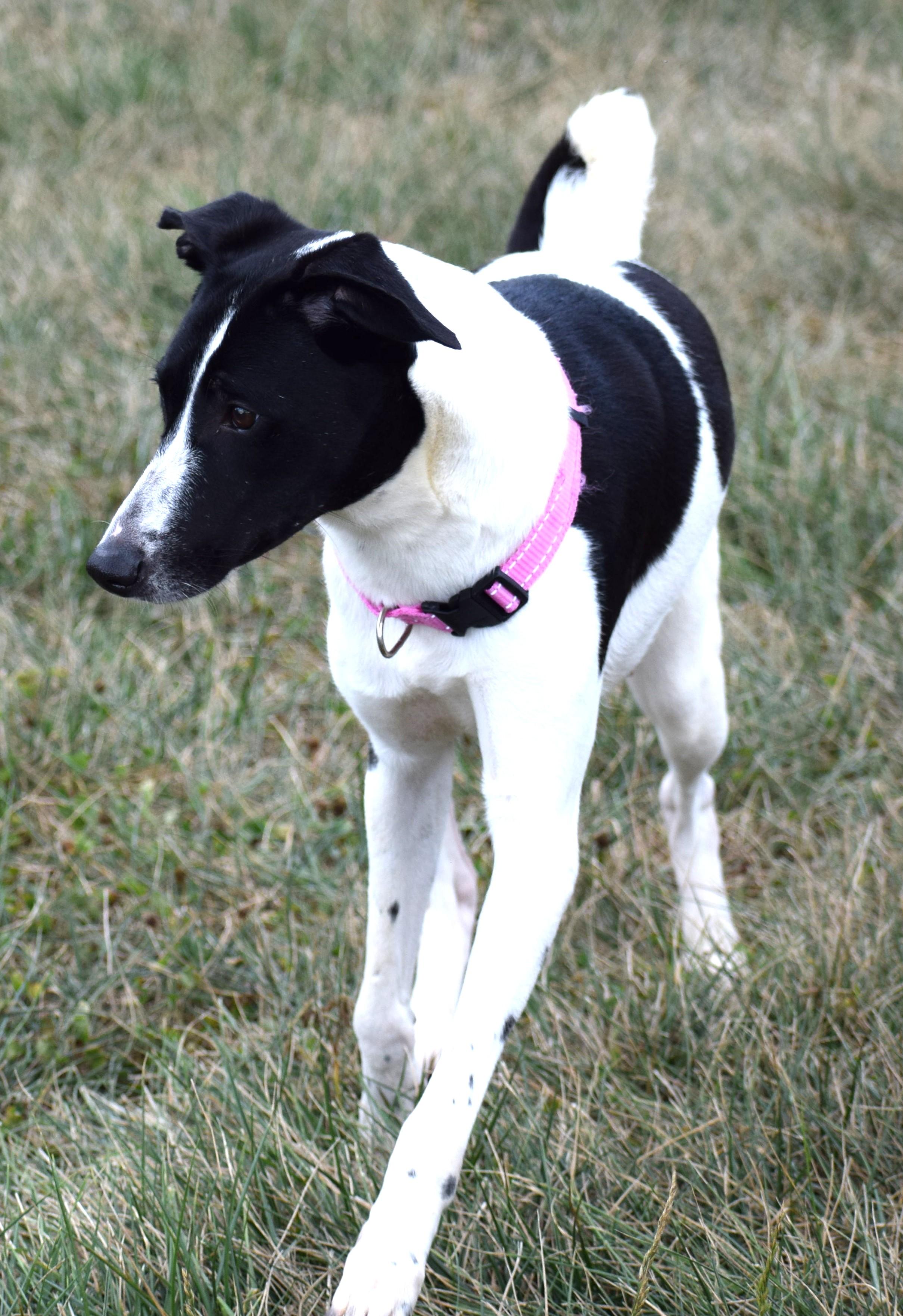 Meg-Available! www.lhar.dog to apply!, Adoptable, Adult Female Pointer.