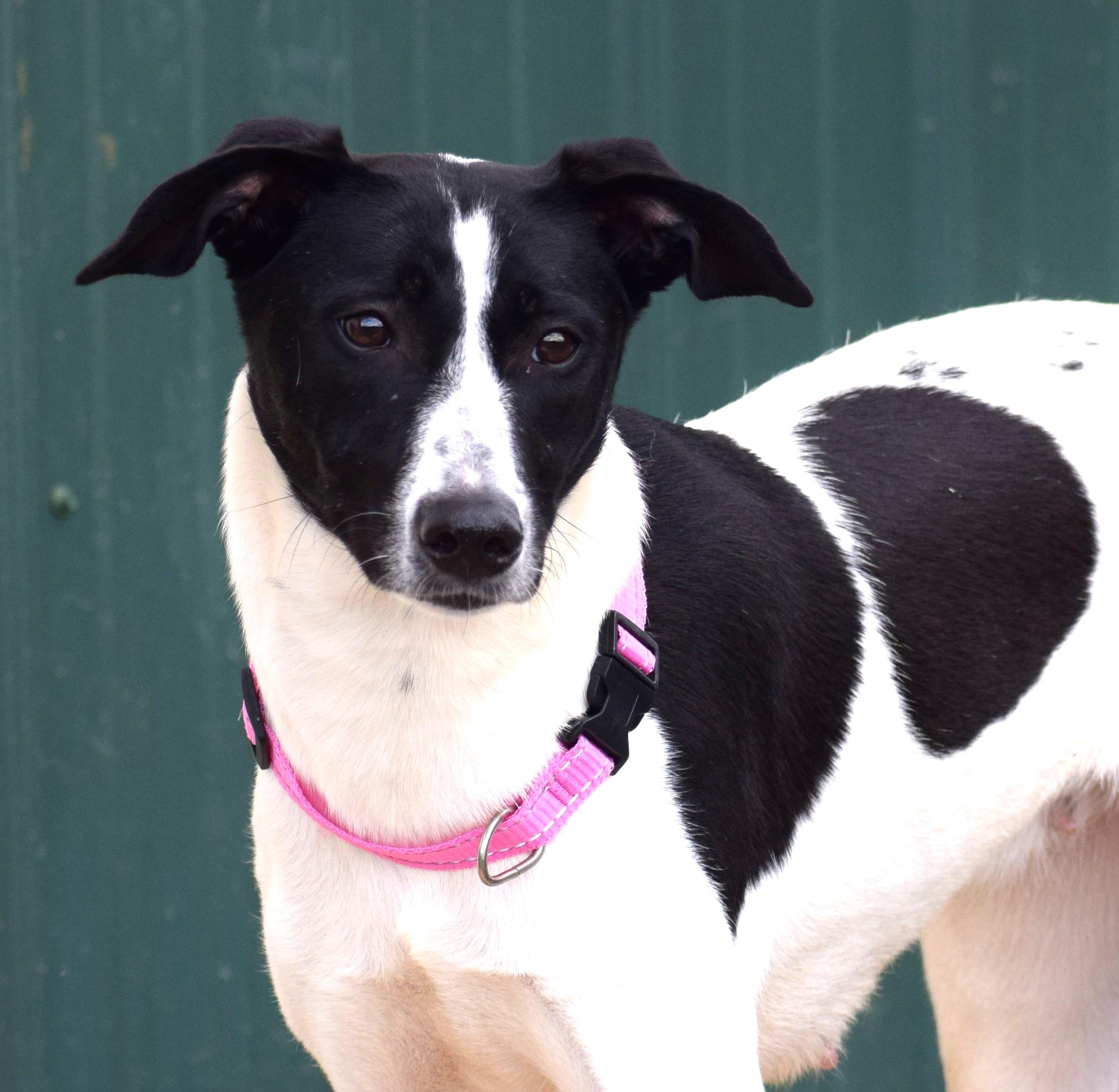 Meg-Available! www.lhar.dog to apply!