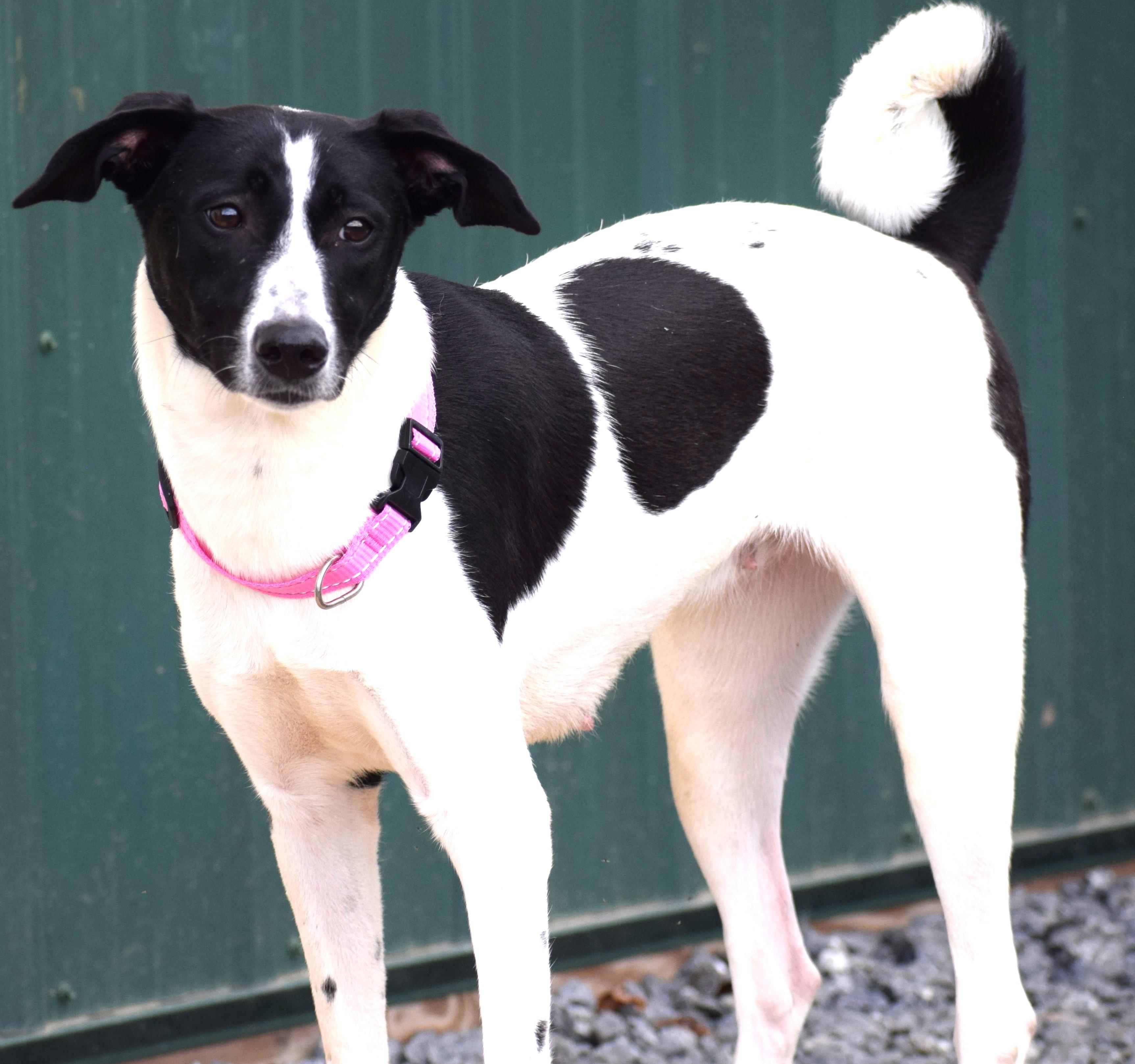 Meg-Available! www.lhar.dog to apply!