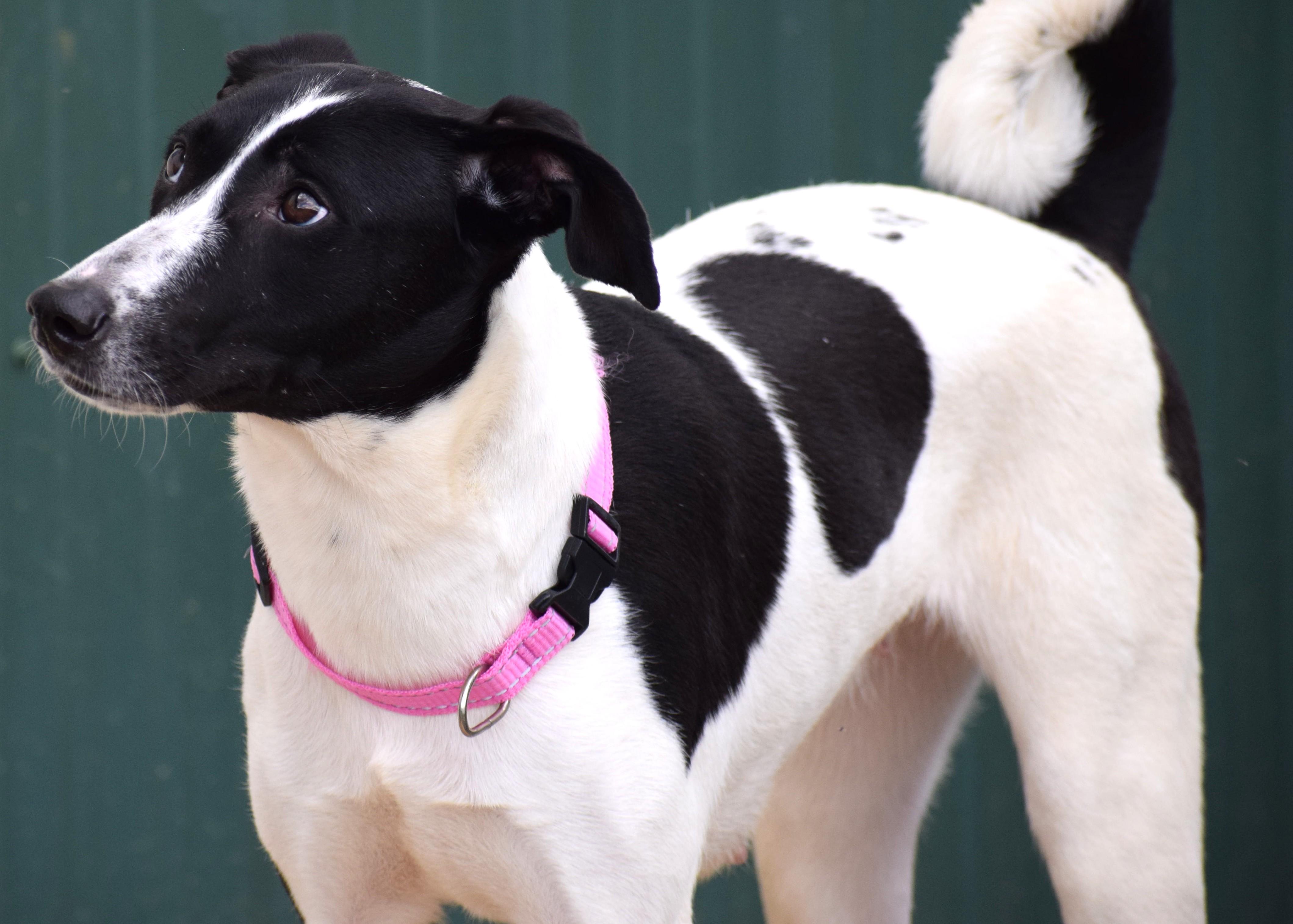 Meg-Available! www.lhar.dog to apply!