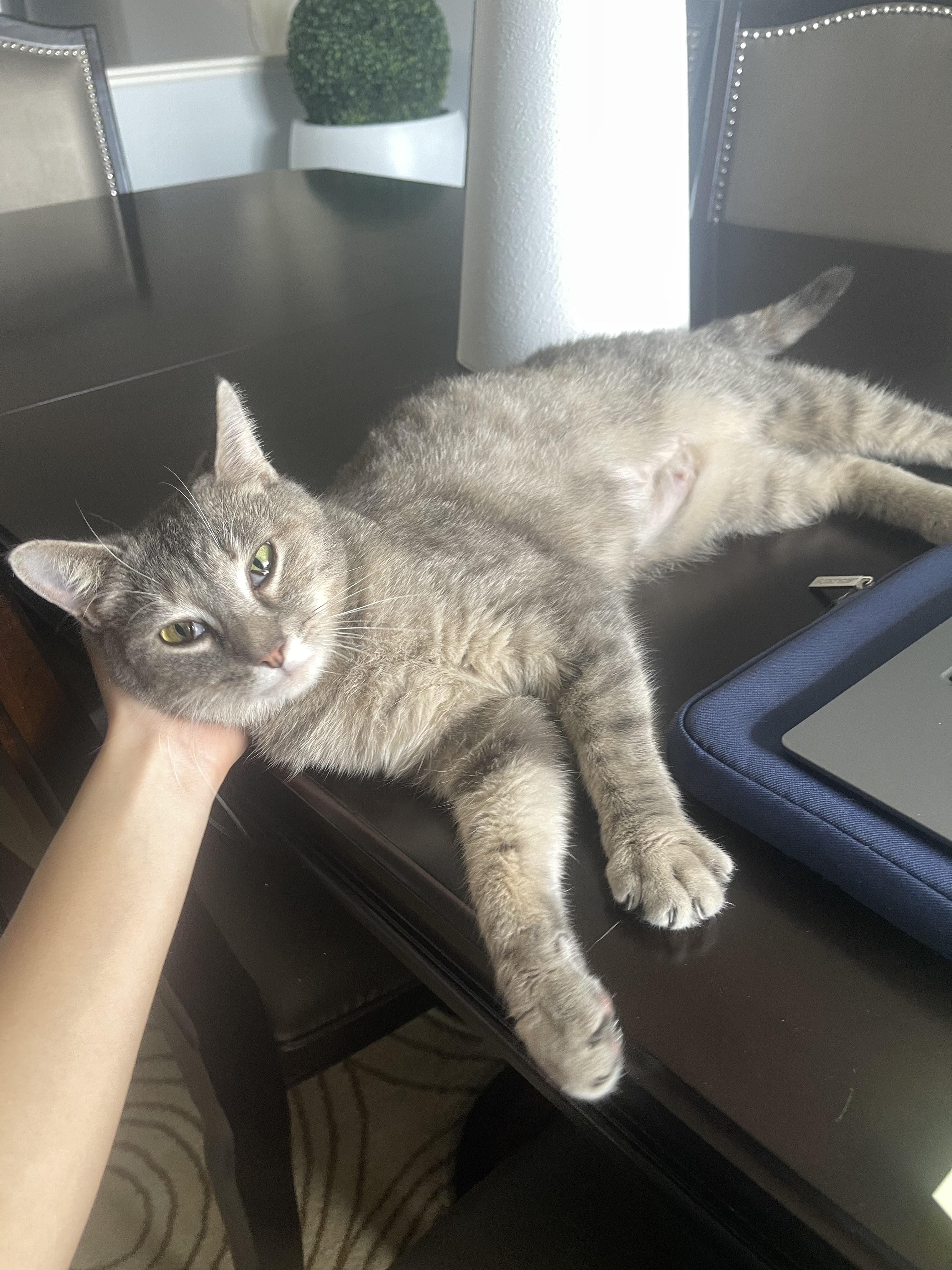 Enlarge Baby, a Adopted Domestic Short Hair in Roachdale, IN image 6/6