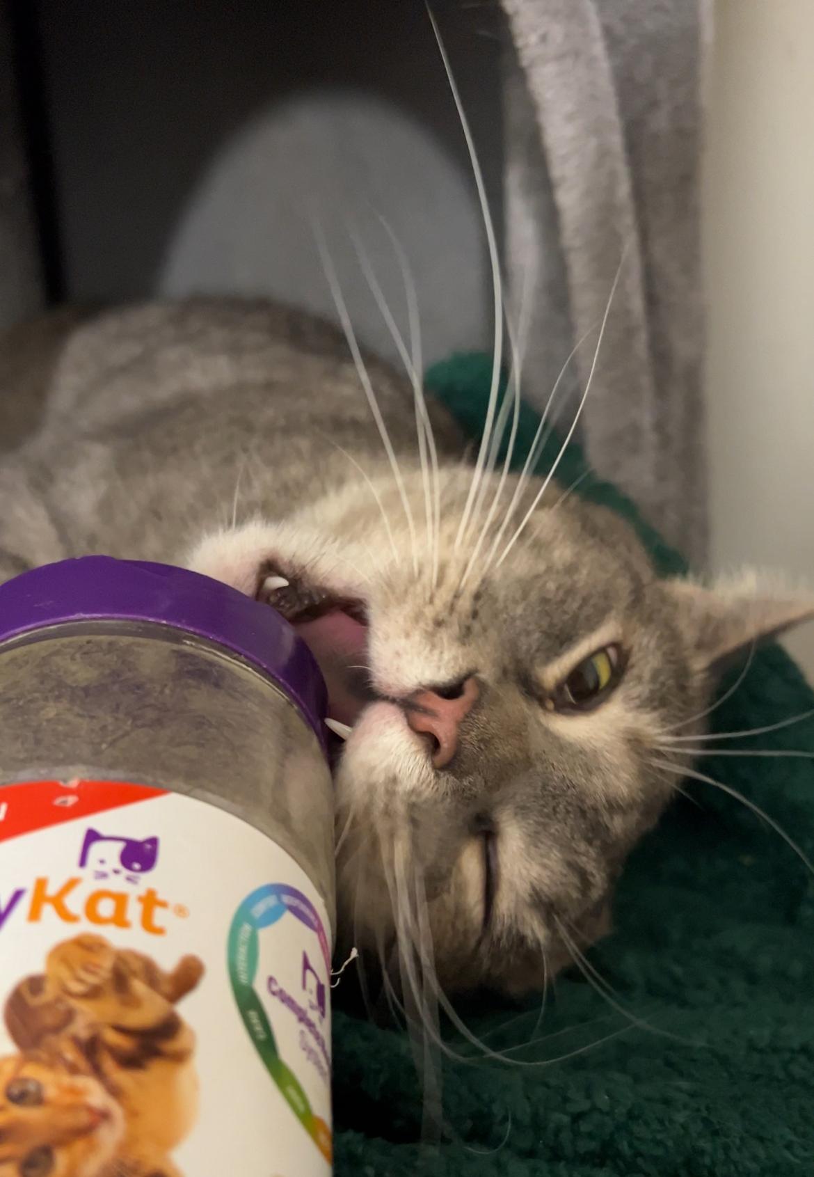Enlarge Baby, a Adopted Domestic Short Hair in Roachdale, IN image 3/6