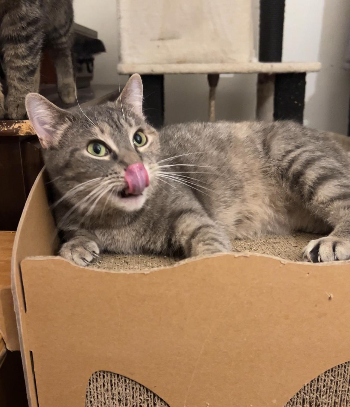 Baby, Adopted, Young Female Domestic Short Hair.