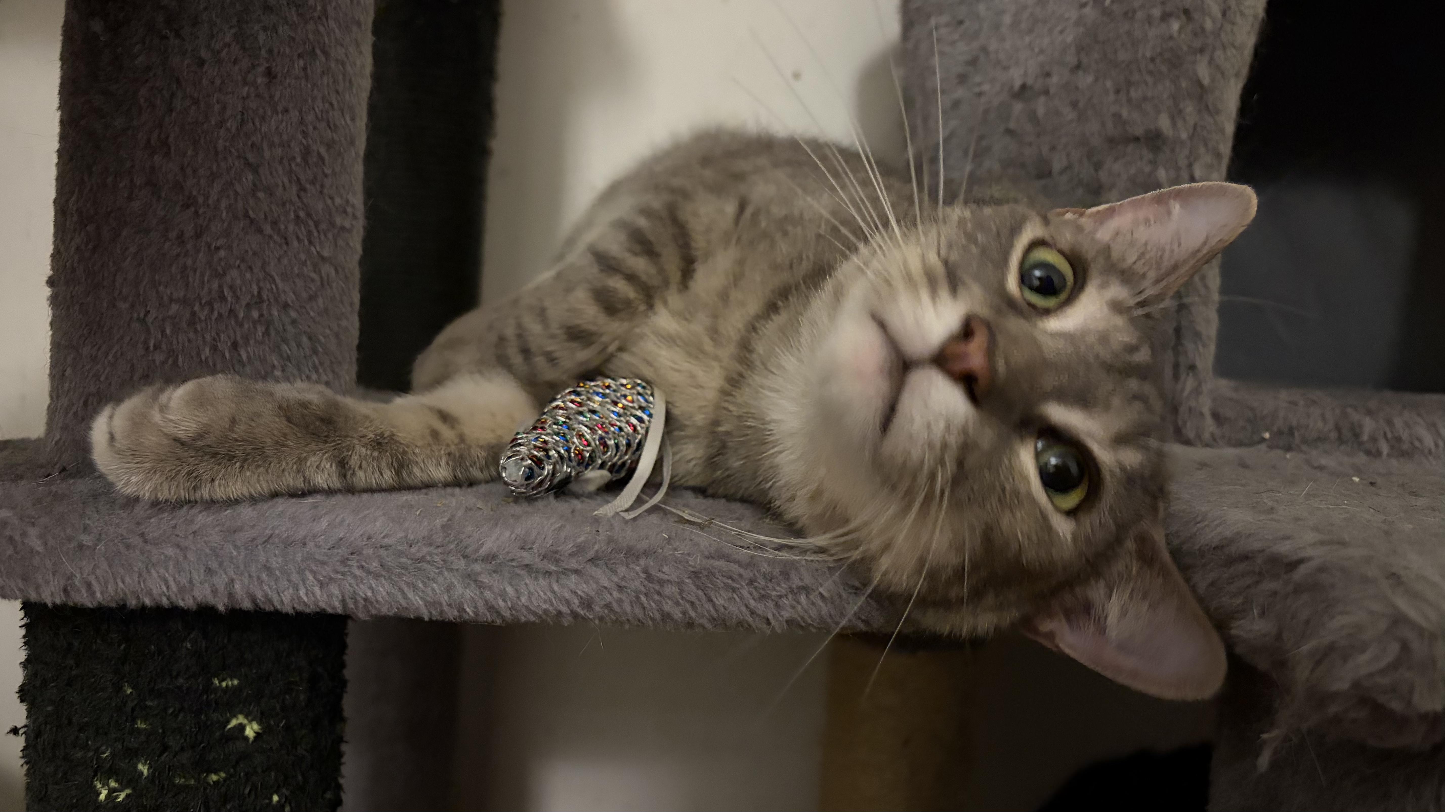 Enlarge Baby, a Adopted Domestic Short Hair in Roachdale, IN image 4/6