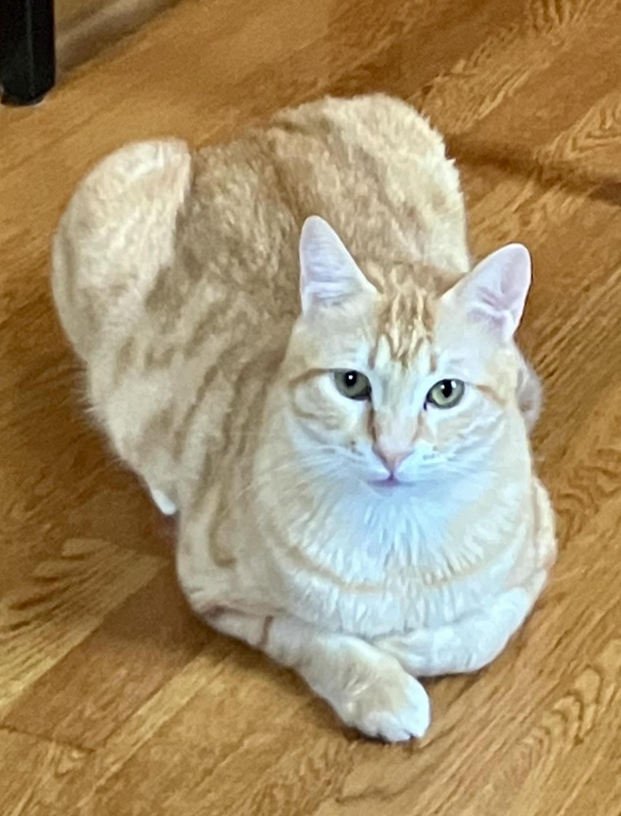 Enlarge Harry and Ray LOVE dogs, a Adoptable Domestic Short Hair in Fairfax, VA image 2/6