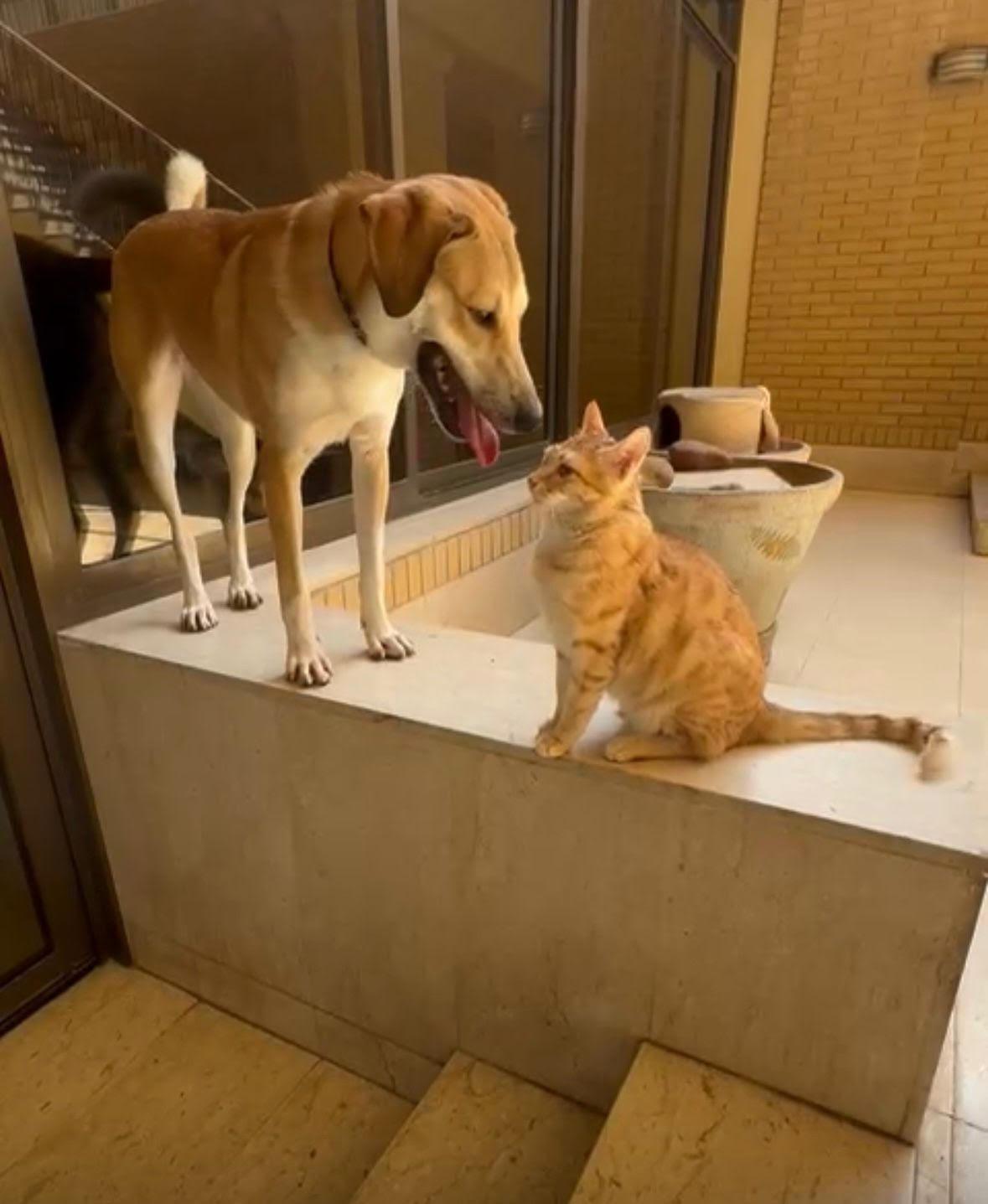 Enlarge Harry and Ray LOVE dogs, a Adoptable Domestic Short Hair in Fairfax, VA image 6/6