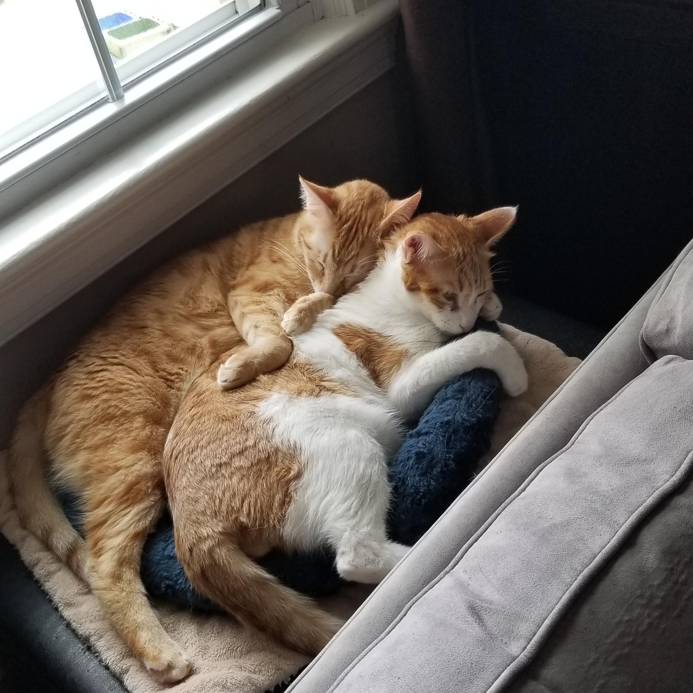 Harry and Ray LOVE dogs, Adoptable, Young Male Domestic Short Hair.