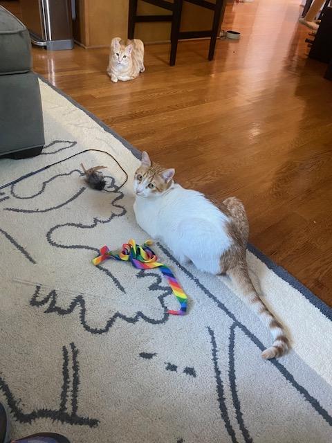 Enlarge Harry and Ray LOVE dogs, a Adoptable Domestic Short Hair in Fairfax, VA image 3/6