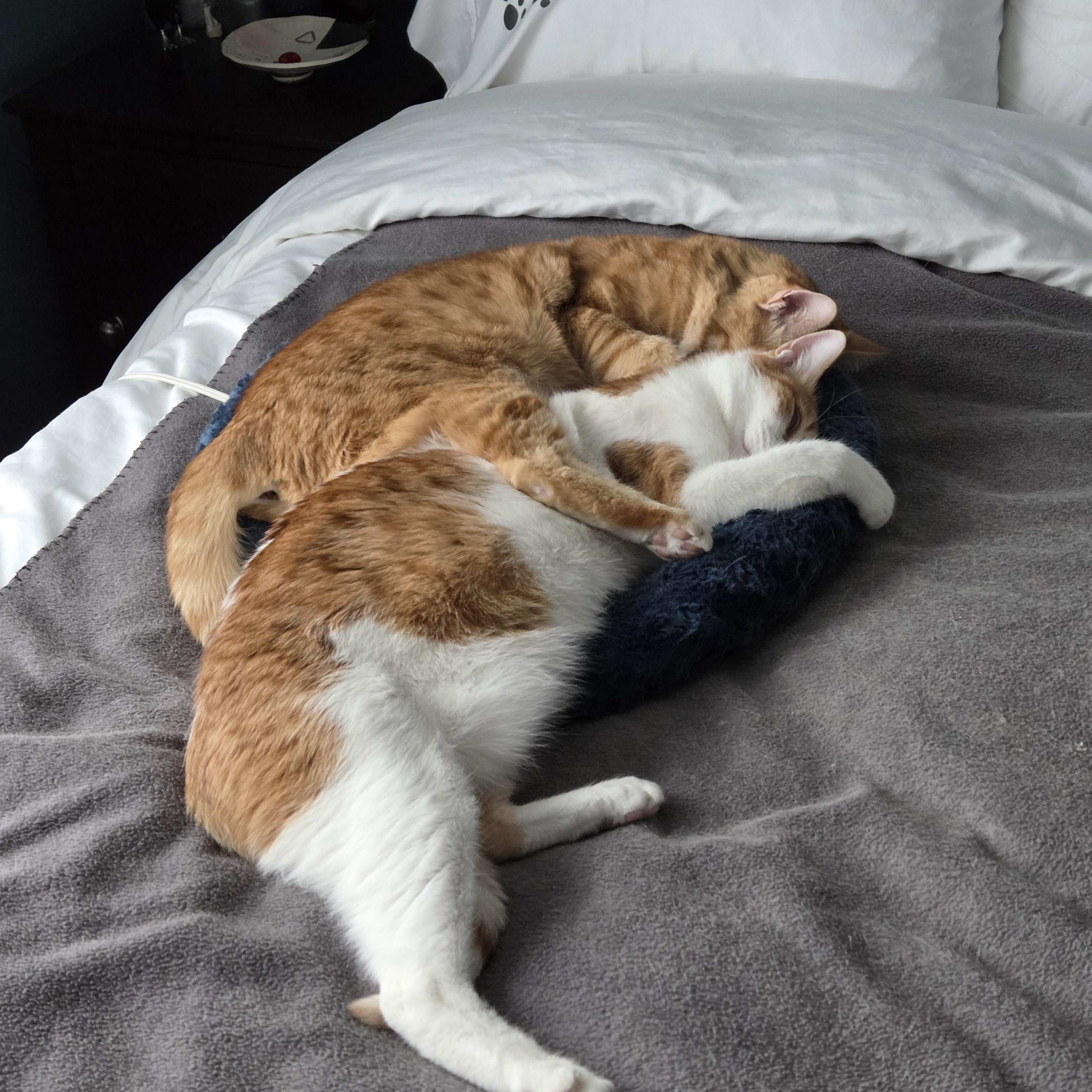 Enlarge Harry and Ray LOVE dogs, a Adoptable Domestic Short Hair in Fairfax, VA image 1/6