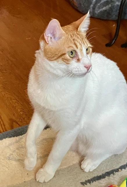 Enlarge Harry and Ray LOVE dogs, a Adoptable Domestic Short Hair in Fairfax, VA image 4/6