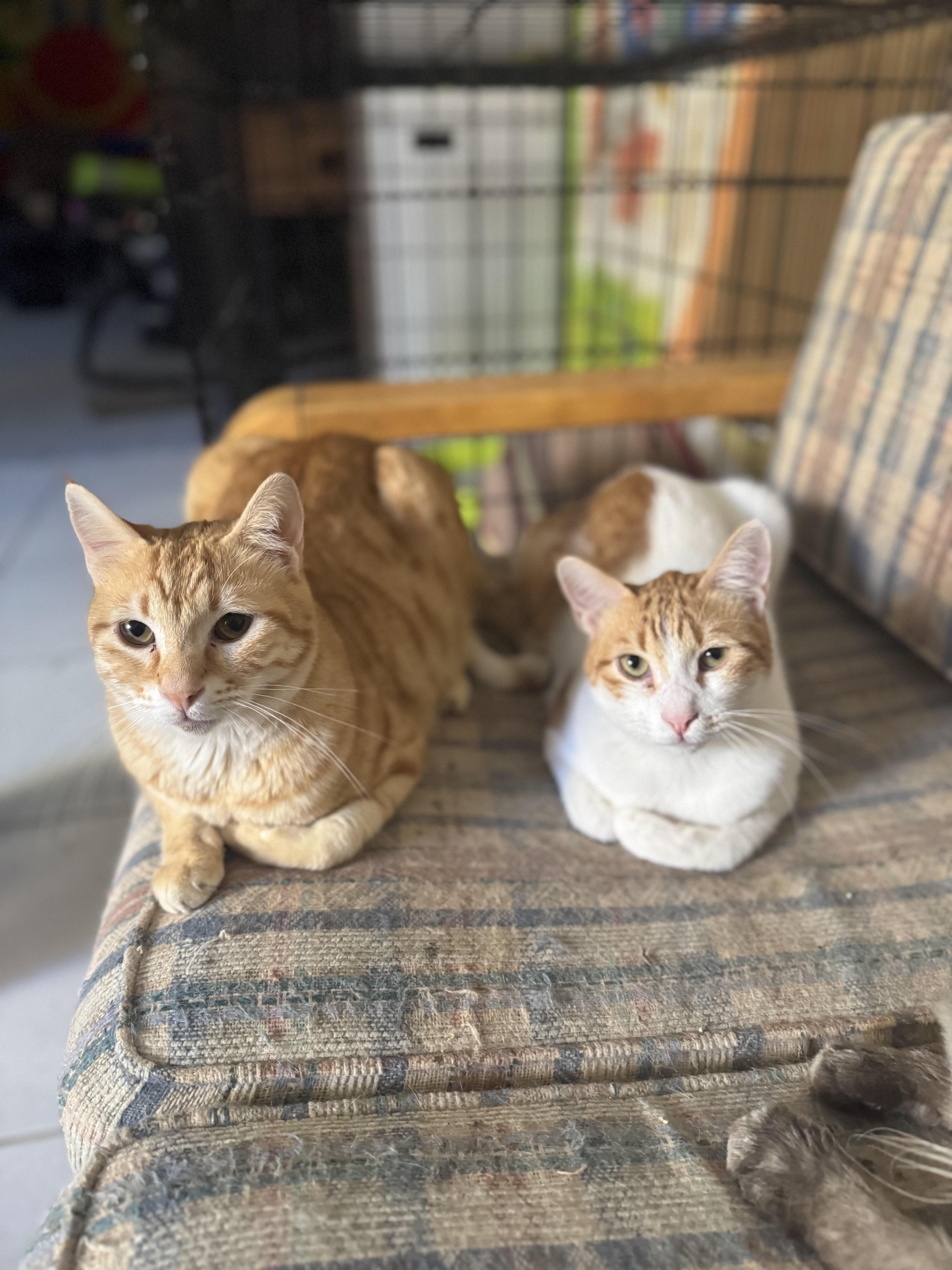 Harry and Ray LOVE dogs, Adoptable, Adult Male Domestic Short Hair.