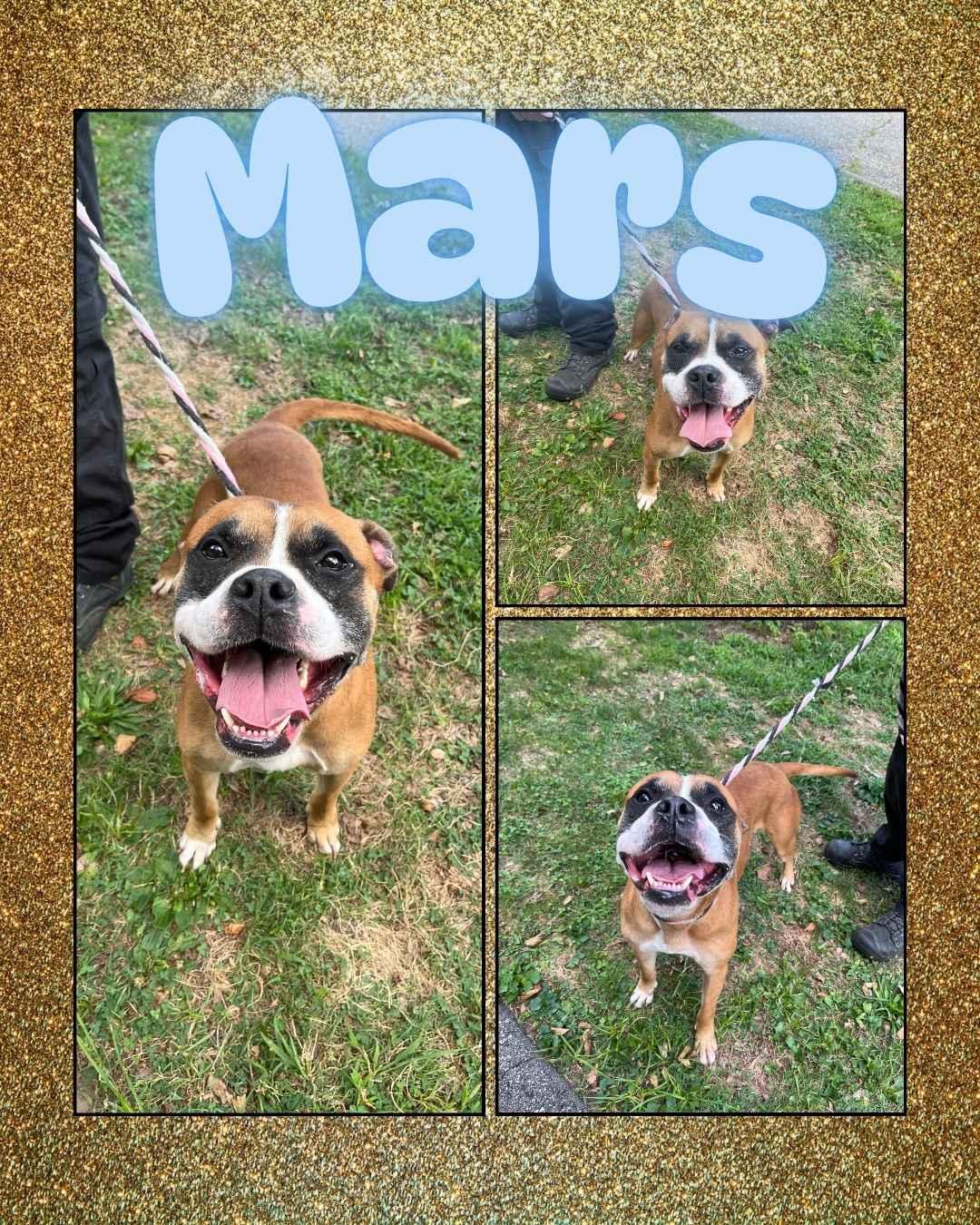 Mars, Adoptable, Adult Male Boxer.