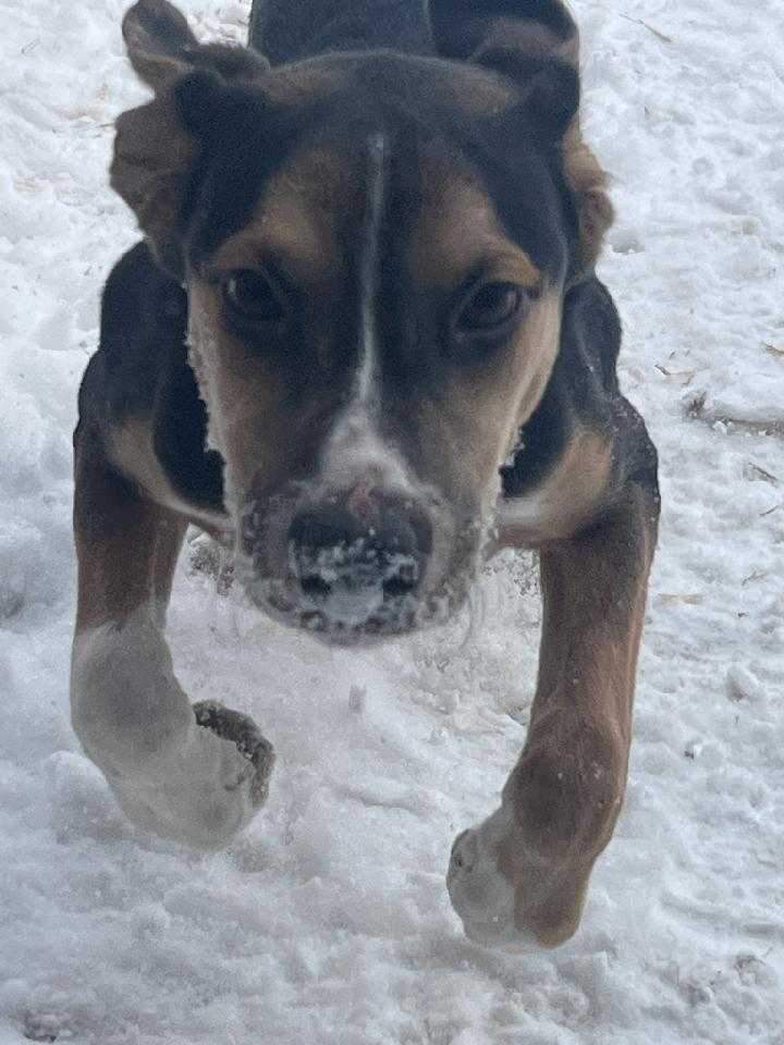 Enlarge Memphis, a Adopted mixed breed in Muncie, IN image 1/1