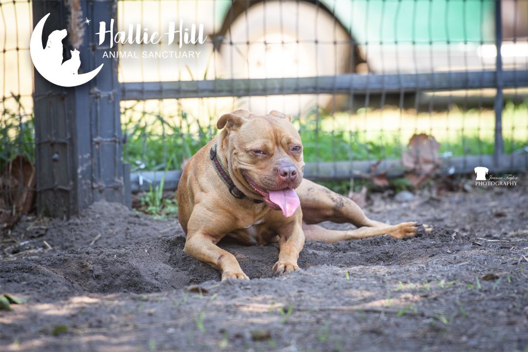 Sally, a Adoptable mixed breed in Hollywood, SC image 1/4